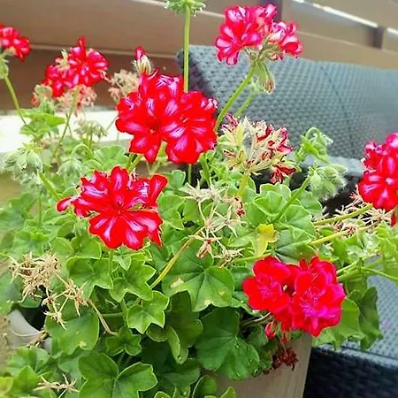 펜션 Alkinoou 레메소스